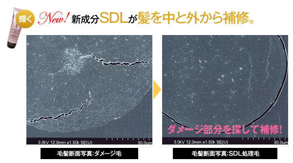 新成分SDLが髪を中と外から補修。