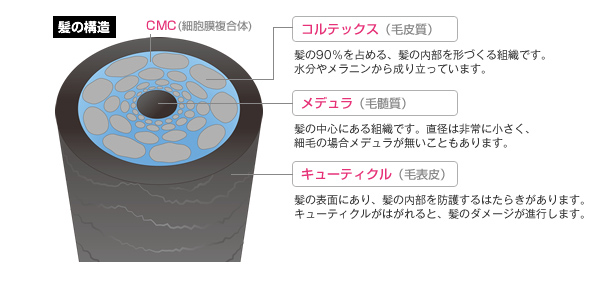 髪の構造